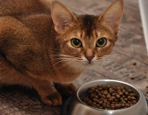 Cómo calcular la ración de comida para un gato