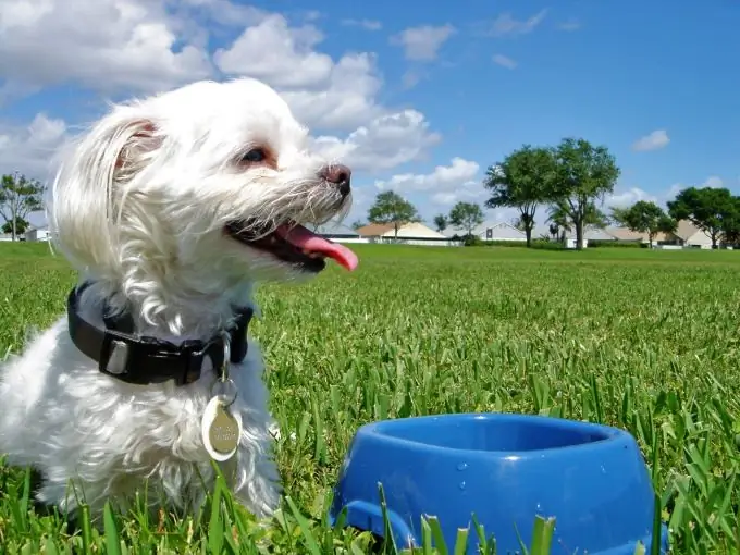 Como fazer mingau para cachorro