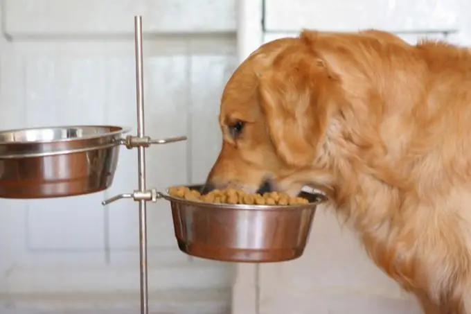 como cozinhar um pincel de mingau de cachorro