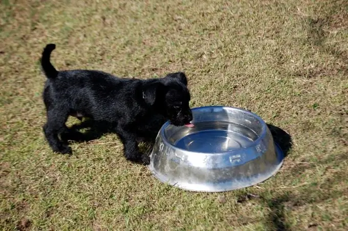 york köpeklerini bebek maması ile beslemek mümkün mü