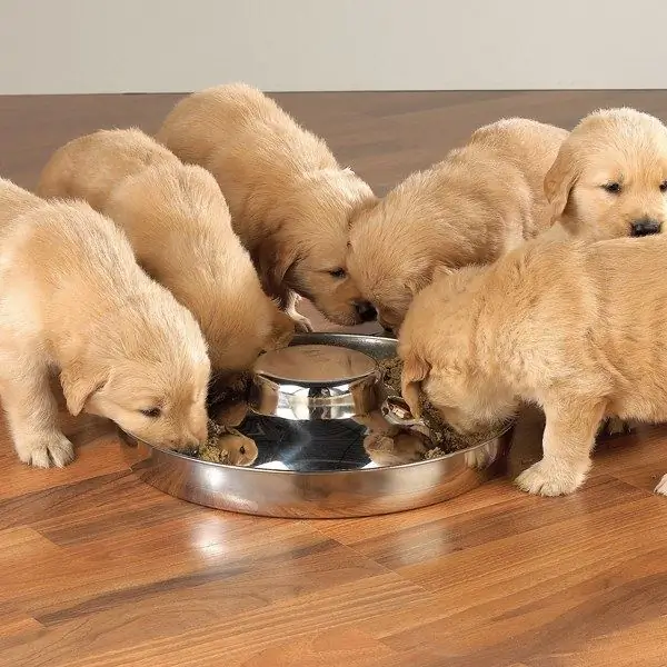 hoe griesmeelpap te koken voor een kleine puppy