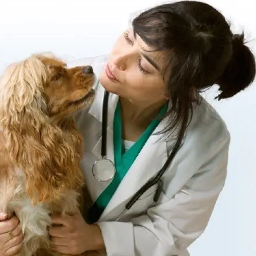 cómo medir la presión del perro