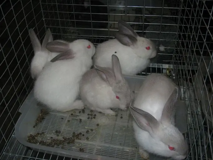 How to breed rabbits at home