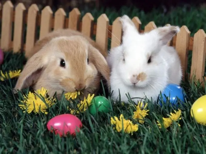 how to feed rabbits