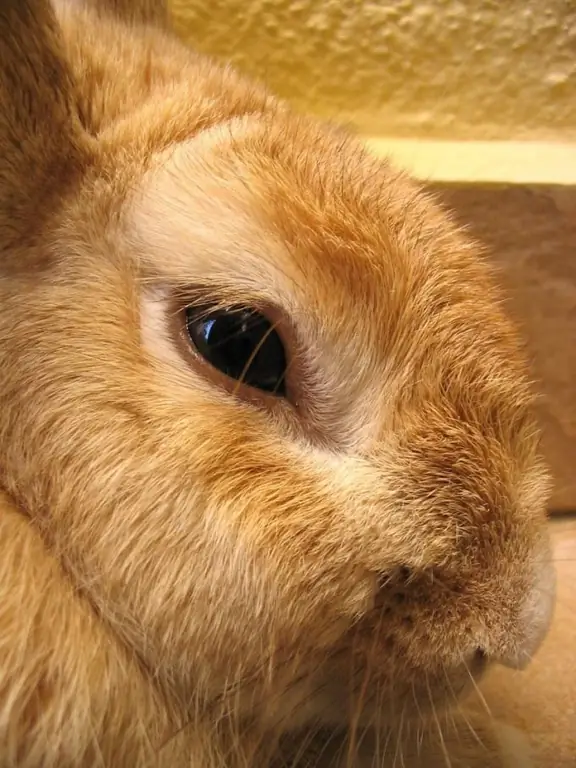 you can feed rabbits in winter