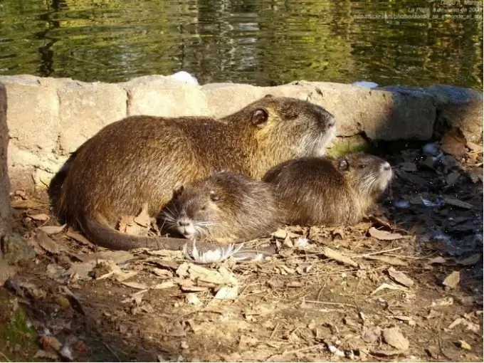 Wie man Nutria zu Hause züchtet