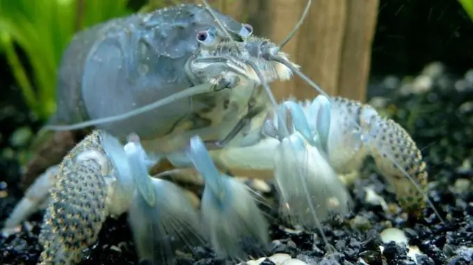 come tenere i gamberi in un acquario