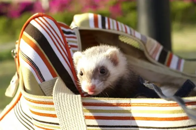 cara bermain dengan musang