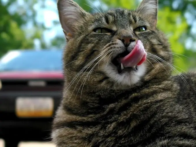 what to do if a cat eats Scottish flowers