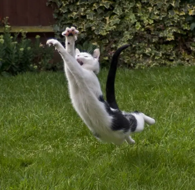 comment protéger une fleur d'un chat