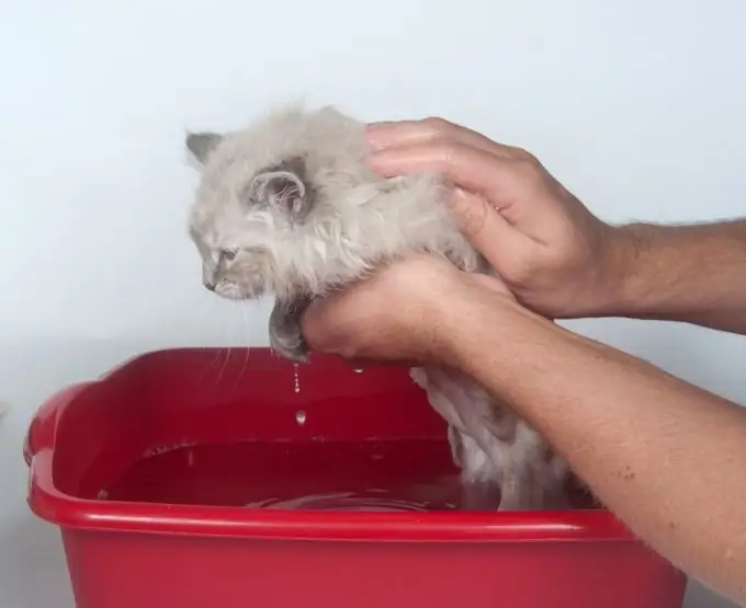 Cómo bañar a un gatito