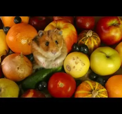 Hoe om hamsters te was