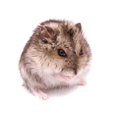 Paano maghugas ng hamsters