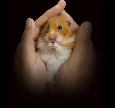 Como lavar hamsters