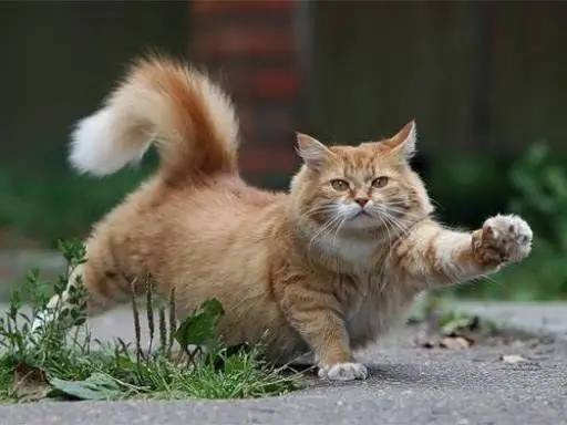 Cómo destetar a un gato de marcar territorio