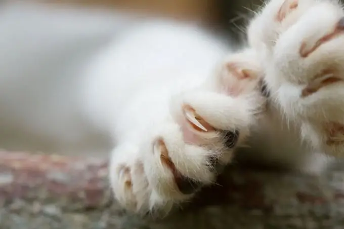 cómo hacer un rasguño para un gato con tus propias manos