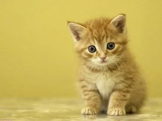 როგორ დავაღწიოთ fleas kitten