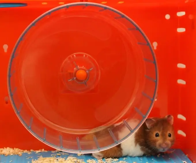 Cara menjaga hamster