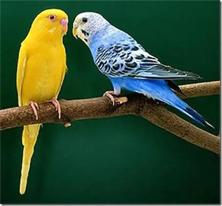 Si të ushqehet një budgerigar