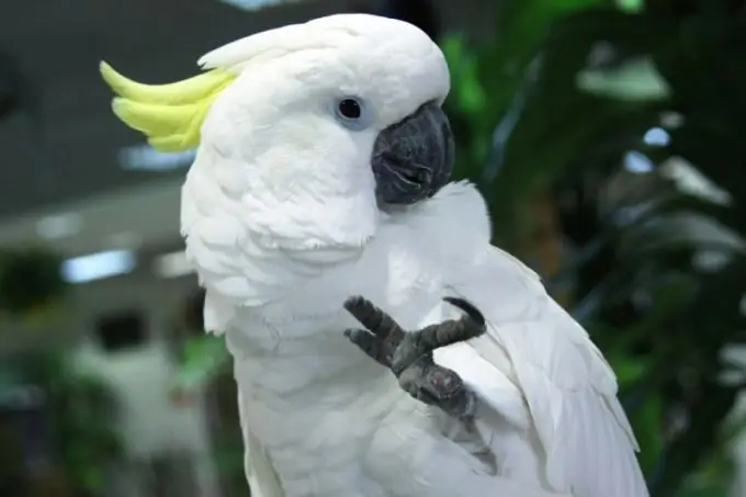 Come nutrire il cacatua