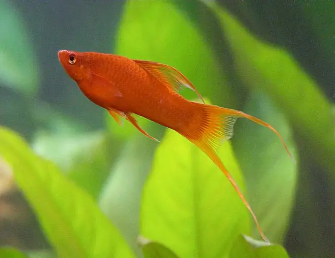 swordtail fish kung paano makilala ang lalaki