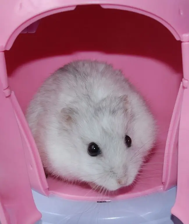 kvindelig hamster