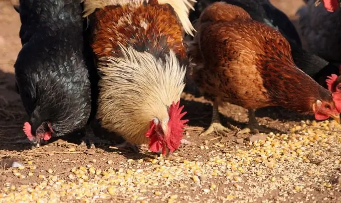 cara memberi makan ayam