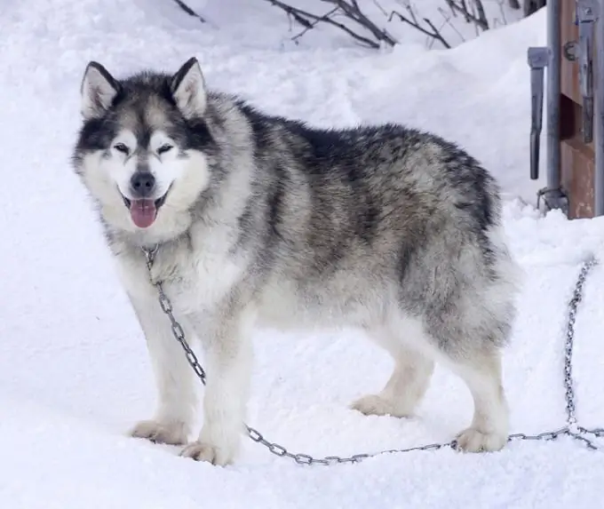 hvor kan jeg sende en hund i luhansk