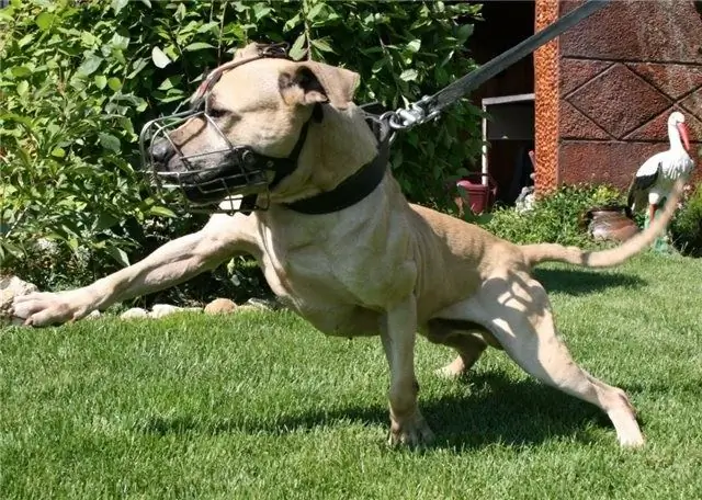 training pit bull for battle