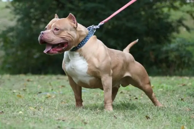 nuôi một con chó con pit bull không hung dữ