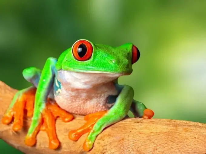 Apakah perbezaan antara katak dan katak