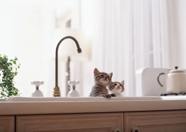 hoe leer je een kitten om te wassen?