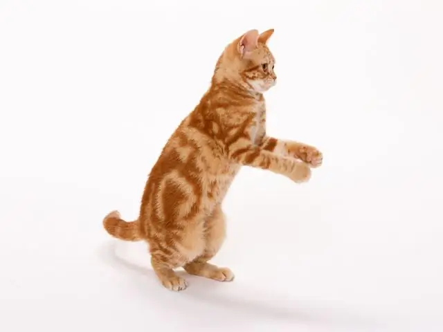 hoe een kitten te trainen?