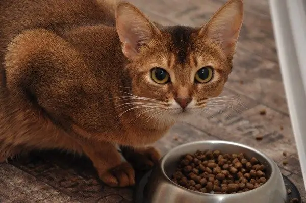 Cómo entrenar a tu gato para que coma alimentos secos