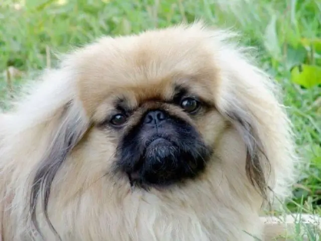 Pekingese er fantastisk til at opholde sig i en lejlighed