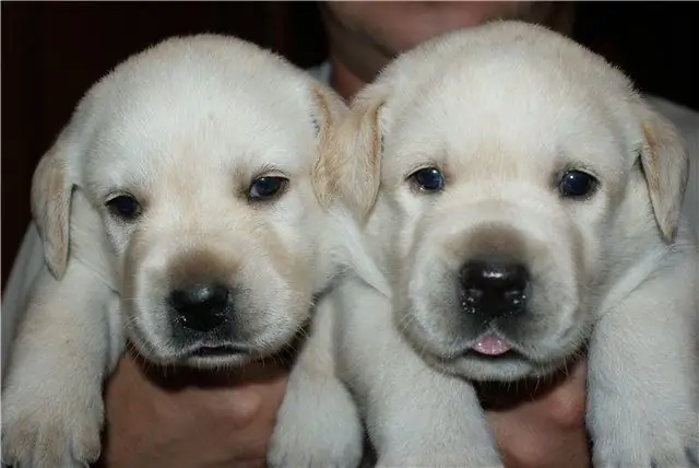 Kako odabrati štene labrador retrivera