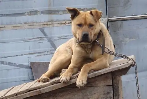 como escolher um cão de guarda