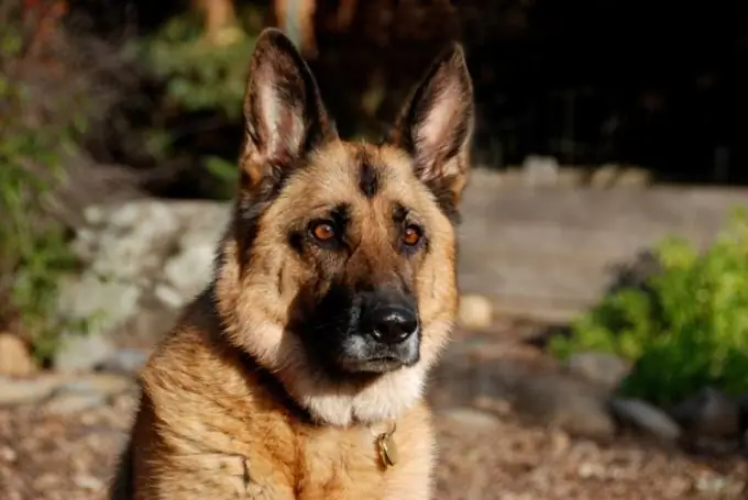 Welke hond is het meest geschikt om het territorium te bewaken?