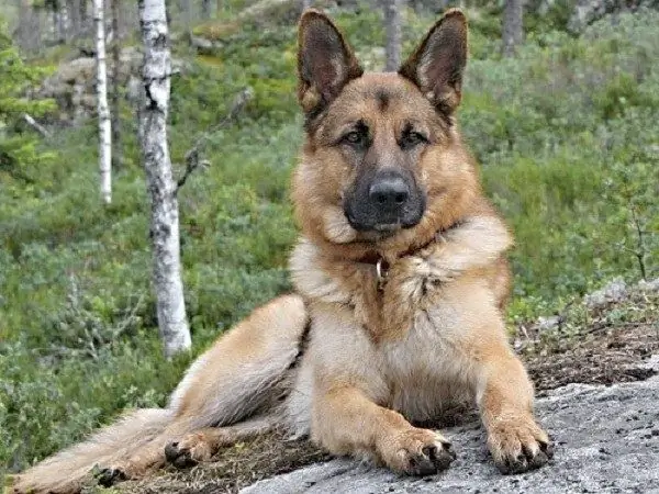 German Shepherd