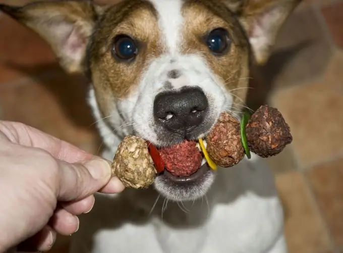 Cara memberi makan Jack Russell Terrier