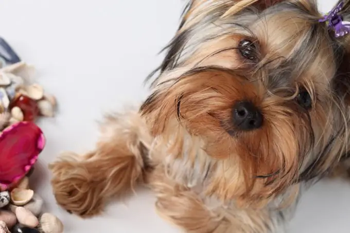 wat om Yorkshire terriers te voer