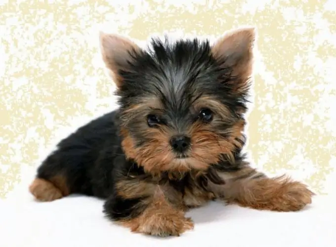 bir oğlan Yorkshire terrier köpəyinə necə ad vermək olar