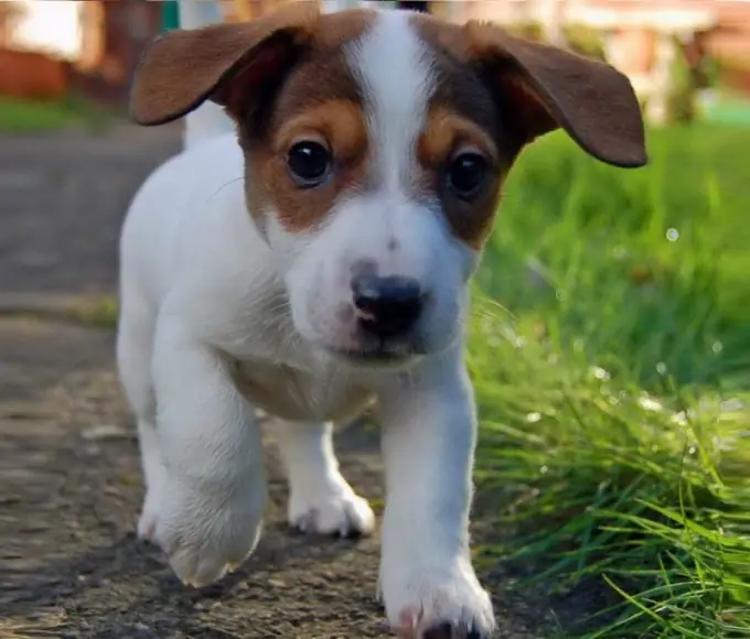 hoe om 'n Jack Russell Terrier-hondjie te voer