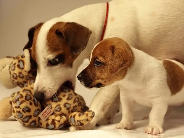 jack russell terrier hoe om 'n hondjie te kies