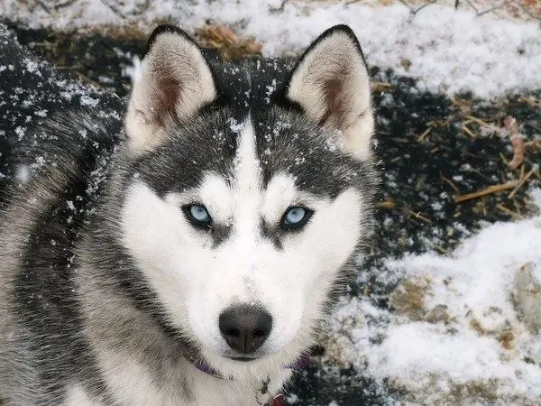 Er huskies lett å trene?