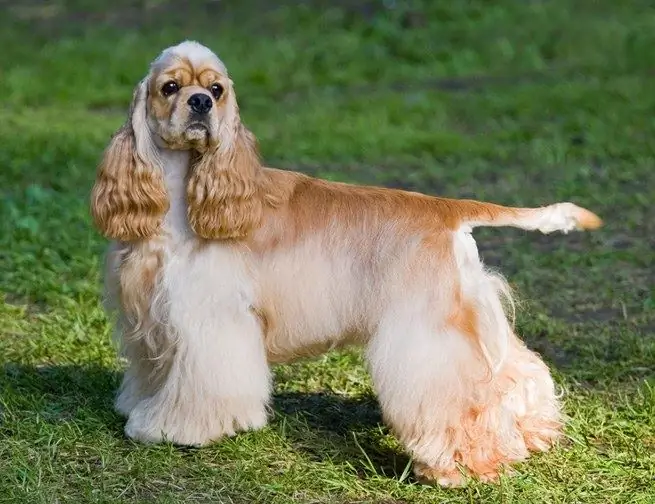 American cocker spaniel