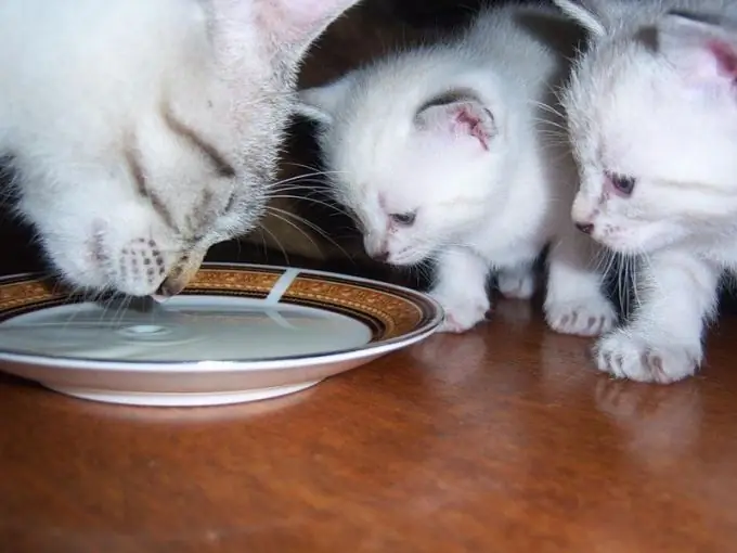 Hva du skal gjøre hvis katten din ikke spiser