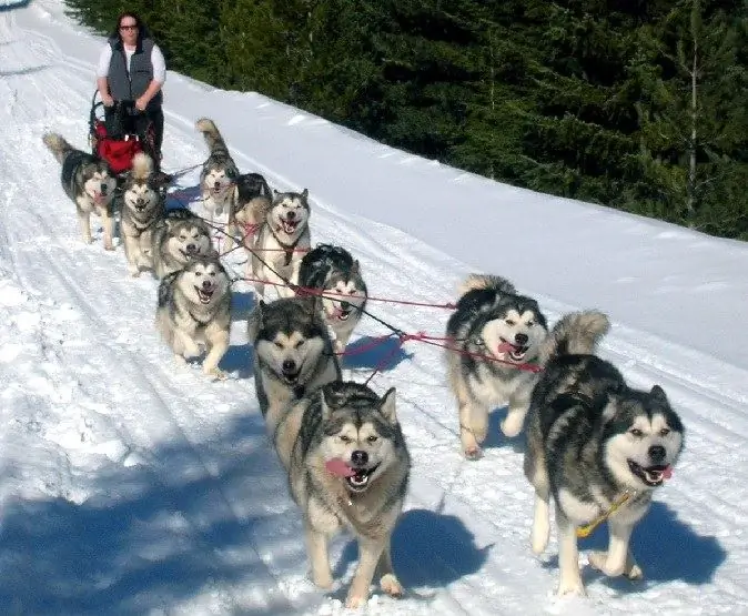 Hangi köpekler koşum için en iyisidir