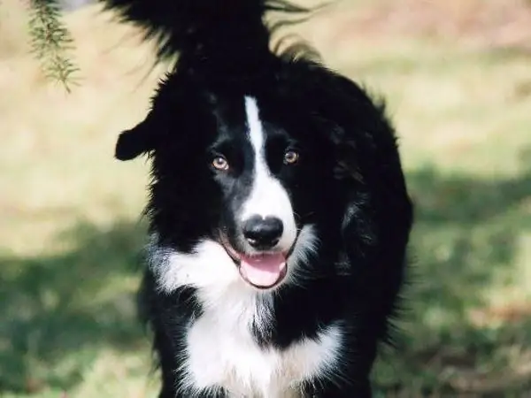 Το Border Collie είναι ένα από τα πιο έξυπνα σκυλιά