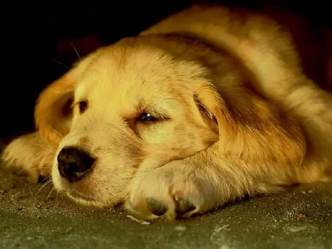 golden retriever como crecer